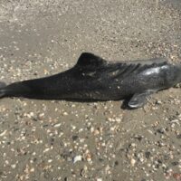 Перший знайдений мертвий дельфін на території НПП «Тузловські лимани» (фото Івана Плачкова)