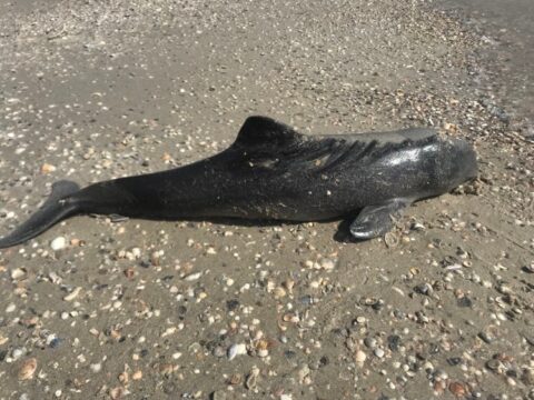 Перший знайдений мертвий дельфіна на території НПП «Тузловські лимани» (фото Івана Плачкова)