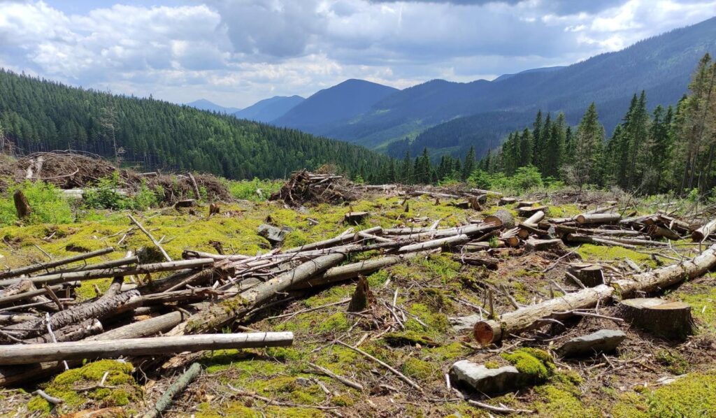 Felling on the territory of the Vyhoda forestry in the Ivano-Frankivsk region, July 2021 (photo by Natalia Gorban)